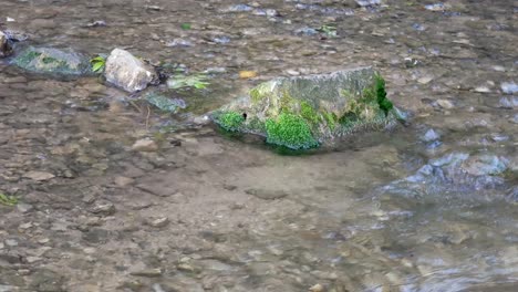 Fresh-transparent-stream-rushing-around-mos-covered-stones-in-sparkling-creek