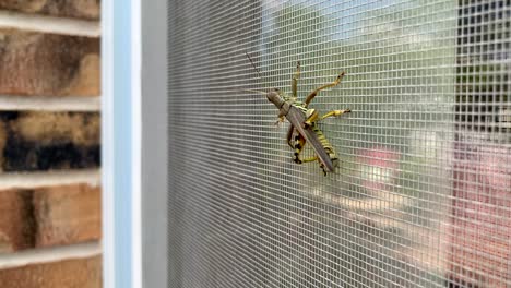 Large-grasshopper-moving-on-a-screen-door-in-the-summer-morning