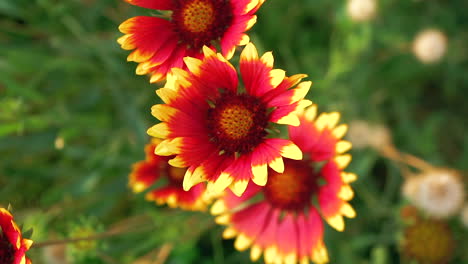 Slow-panning-view-of-bright,-vividly-colorful-Indian-Blanket-flowers---isolated-close-up