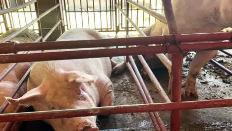 Hilflose-Schweine,-Eingesperrt-In-Vollgestopften-Trächtigkeitskisten---Schweinefleischindustrie