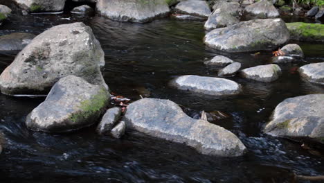 Clean-Water-Flows-Past-and-Over-Rocks-in-a-Small-Creek-in-Whangarei-New-Zealand,-Close-Up
