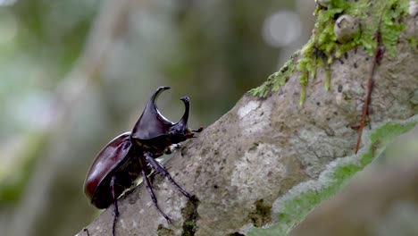 Macro-rhinoceros-beetle-climbs-up-tree-branch-with-blurry-background