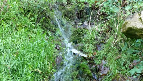 Clear-fresh-mountain-spring-water-flowing-through-dense-mossy-leafy-green-wilderness