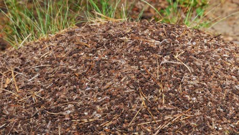 Swarms-of-Red-Wood-Ants-crawling-on-their-ant-hill---Prądzonka-forest---Close-up