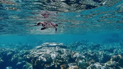 Unterwasserfahrt-Einer-Schwimmenden-Japanischen-Babyschildkröte-Auf-Der-Wasseroberfläche-Im-Pazifischen-Ozean