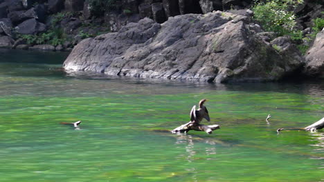 Der-Kleine-Shag-Vogel-Sitzt-Auf-Einem-Baumstamm,-Der-Aus-Dem-Wunderschönen-Exotischen-Türkisfarbenen-Bachwasser-Herausragt,-Während-Enten-In-Whangarei,-Neuseeland,-Vorbeischwimmen