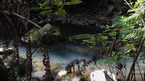 Clear-Water-flows-through-Tranquil-Forest-Stream-in-Whangarei,-New-Zealand