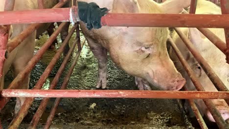 Cerdos-Indefensos-Bebiendo-En-Cajas-De-Gestación-Enjauladas-Y-Abarrotadas---Industria-Porcina