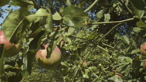 Ripe-apples-hang-from-tree-limbs-ready-for-picking,-pan