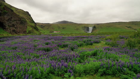 Flying-Over-The-Flowering-Lupines-Flower-In-The-Meadow-Towards-The-Skogafoss-Waterfall-In-South-Iceland