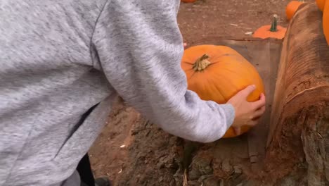 Child-picking-out-a-medium-sized-pumpkin-from-a-Halloween-pumpkin-patch