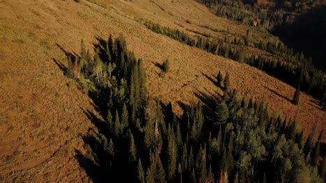 Herausziehen-Einer-Luftaufnahme-Von-Rindern,-Die-Am-Berghang-Im-Uinta-Wald-In-Utah-Herumstreifen