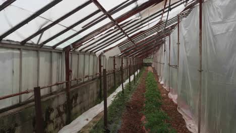 Das-Gewächshaus-Des-Armen-Mannes,-In-Dem-Junge-Tomatenpflanzen-Angebaut-Und-Gepflegt-Werden