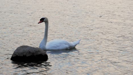 White-Swan-Swimming-Near-The-Rock-By-The-Lake-At-Wdzydze-Landscape-Park-During-Sunset-In-Northern-Poland