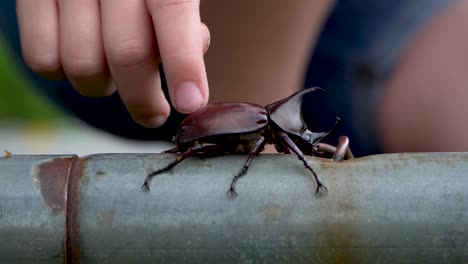 Child-pets-a-large-brown-rhinoceros-or-Hercules-beetle-with-horns