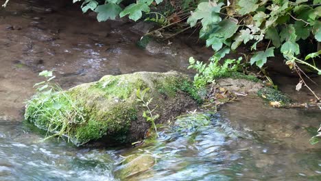 Refreshing-clean-stream-flowing-around-moss-covered-boulder-in-woodland-river