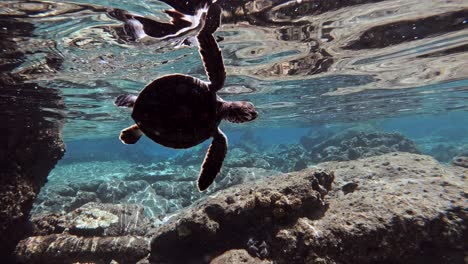 Eine-Baby-Meeresschildkröte,-Die-Das-Schwimmen-Auf-Dem-Flachen-Teil-Des-Blauen-Ozeans-übt