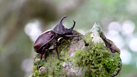 Gran-Escarabajo-Rinoceronte-Macho-Marrón-Sube-A-La-Parte-Superior-De-La-Rama-Cubierta-De-Musgo
