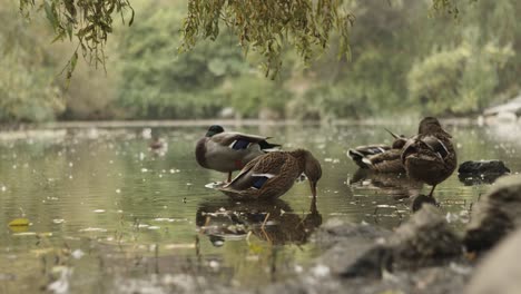 Duck-showering-in-the-pond-next-to-other-ducks-in-slowmotion