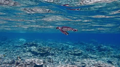 Eine-Einsame-Schwarze-Meeresschildkröte,-Die-Bei-Tageslicht-Unter-Dem-Kristallklaren-Blauen-Ozeanwasser-Schwimmt