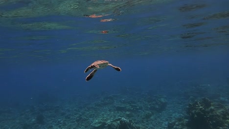 Große-Einzelne-Baby-Meeresschildkröte-Mit-Brauner-Schale-Schwimmt-Im-Atlantikwasser