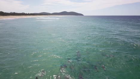 Breite-Luftaufnahme-Einer-Australischen-Küste-Und-Einer-Gruppe-Von-Delfinen,-Die-In-Der-Nähe-Des-Strandes-In-New-South-Wales-Schwimmen,-Während-Lange-Und-Kleine-Wellen-Am-Ufer-Krachen