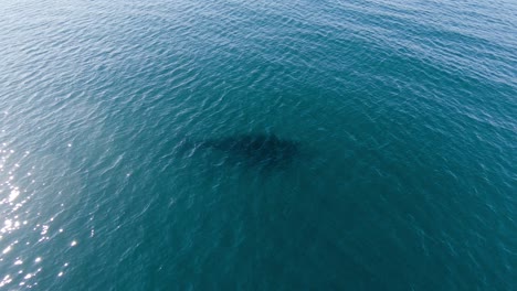 Young-whale-swimming-alone-under-the-surface---Aerial-zoom-in-Shot