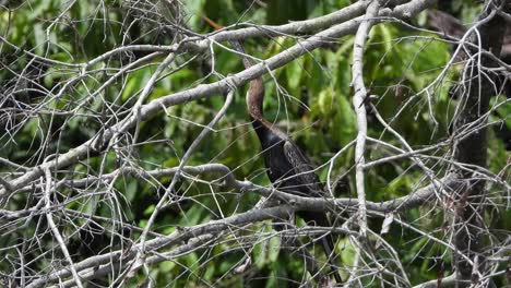 anhinga-in-middle-of-buss-UHD-MP4-4k