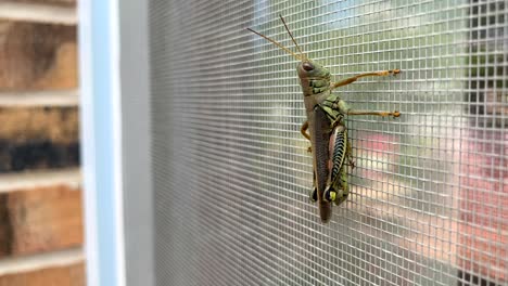Large-green-grasshopper-on-a-screen-door-in-the-day-time