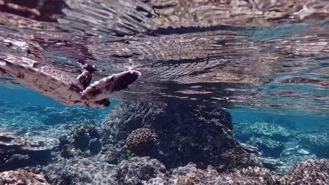Junge-Grüne-Meeresschildkröte-Schwimmt-über-Dem-Korallenriff-Im-Seichten,-Klaren,-Blauen-Wasser---Unter-Wasser