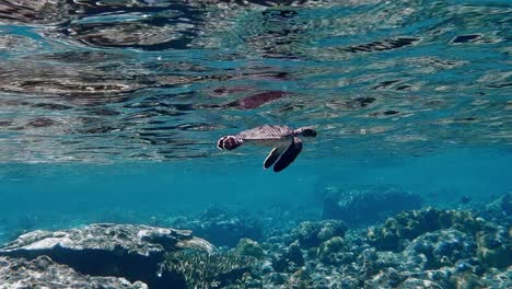 Little-sea-turtle-diving-in-clear-water-of-Ogaswara-Islands-in-Japan