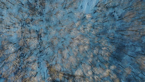 Top-down-aerial-shot-of-forest-covered-in-snow-and-a-beautiful-sunset