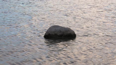 Tip-of-a-rock-in-the-middle-of-the-river-water-in-Prądzonka-Poland---Close-up