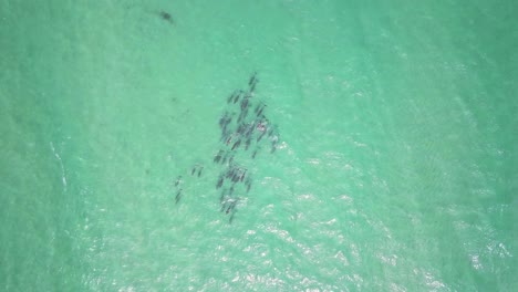 Blick-Von-Oben-Nach-Unten-Auf-Eine-Riesige-Gruppe-Von-Delfinen,-Die-In-Den-Seichten-Gewässern-Des-Pazifischen-Ozeans-Nahe-Der-Küste-Australiens-Schwimmen