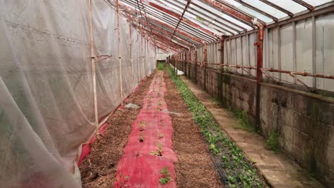 Poor-Man's-Green-House-with-Young-Tomato-Plants-being-Grown-and-Care-for