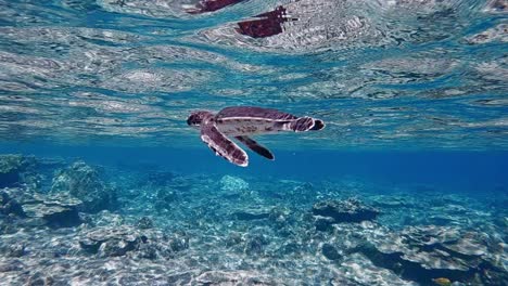 Baby-Grüne-Meeresschildkröte-Schwimmt-Langsam-Unter-Dem-Schönen-Meer-Mit-Kristallklarem-Wasser---Unter-Wasser