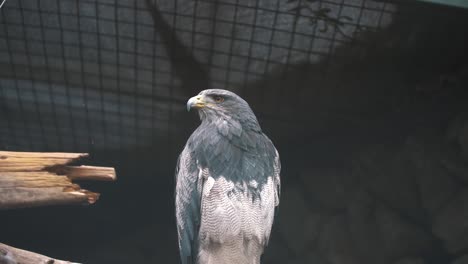 Nahaufnahme-Eines-Wunderschönen-Grau-weißen-Falken,-Der-In-Die-Ferne-Blickt,-Während-Er-Auf-Einem-Ast-In-Südamerika-Sitzt
