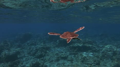 Blick-Hinter-Eine-Grüne-Meeresschildkröte,-Die-Sanft-Auf-Dem-Riff-Am-Meeresboden-Schwimmt---Unter-Wasser,-Zeitlupe