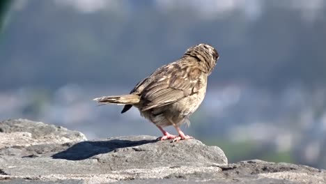 Passer-Domesticus-House-Sparrow-Descansaba-Sobre-Una-Roca-Contemplando-La-Ciudad-Bajo-El-Cálido-Sol