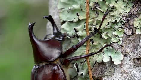 Macro-Macho-Xylotrupes-Australicus-Escarabajo-Rinoceronte-O-Escarabajo-Hércules