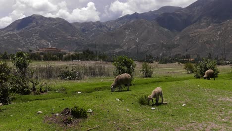 Sheep-family-grazing-grass-from-the-buried-city-of-Yungay