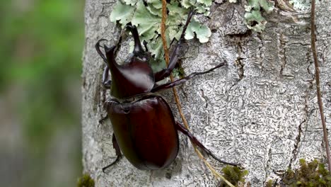 Dorsal-view-of-male-Hercules-beetle-crawling-on-tree-trunk,-Dynastinae