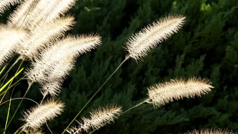 Close-up-grass-seed-plumes,-backlit-by-sun