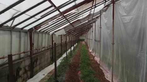 La-Casa-Verde-De-Los-Pobres-Con-Plantas-Jóvenes-De-Tomate-Cultivadas-Y-Cuidadas