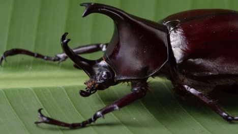 Macro-detail-of-head-and-horns-of-Dynastinae-species-of-beetle
