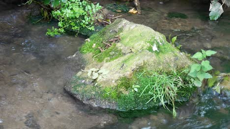 Fresh-clean-flowing-stream-around-moss-covered-stone-in-shallow-creek