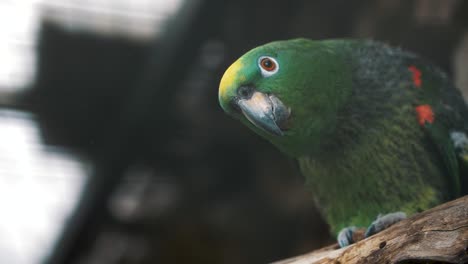 Green-Parrot-Macro-close-up---Handheld-view---Eupsittula-canicularis