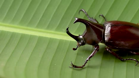Escarabajo-Rinoceronte-En-Hoja-Verde-Con-Espacio-De-Copia,-Entomología