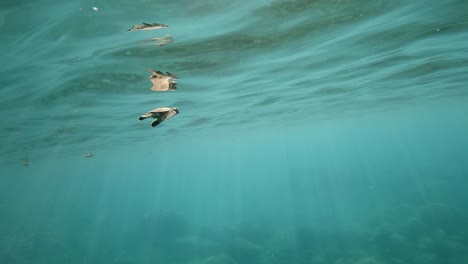 Following-a-baby-sea-turtle-swimming-furiously-through-serene-turquiose-sea