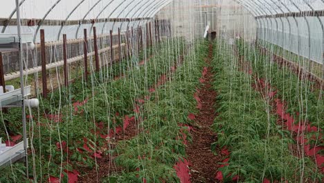 Poor-Man's-Green-House-with-Young-Tomato-Plants-being-Grown-and-Care-for